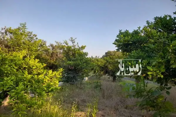 باغ مرکبات جاده گنج افروز روستای باغدشت ۲۵۰ متر - تصویر 2