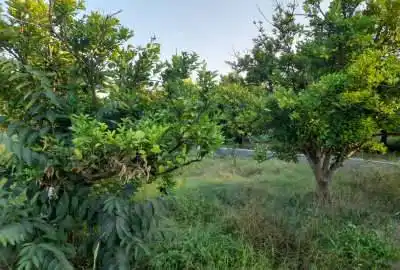 باغ مرکبات جاده گنج افروز روستای باغدشت ۲۵۰ متر