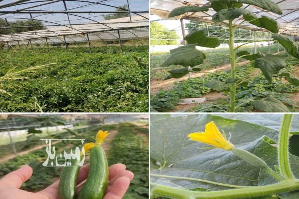 مجتمع صنعتی مسکونی باغ ویلا و گلخانه ۴۰۰۰ متر-4