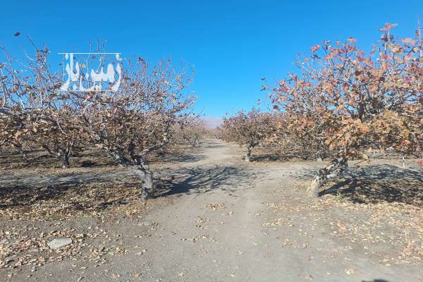 شش هکتار زمین کشاورزی پسته و انگور روستای علی اباد صالح اباد-1