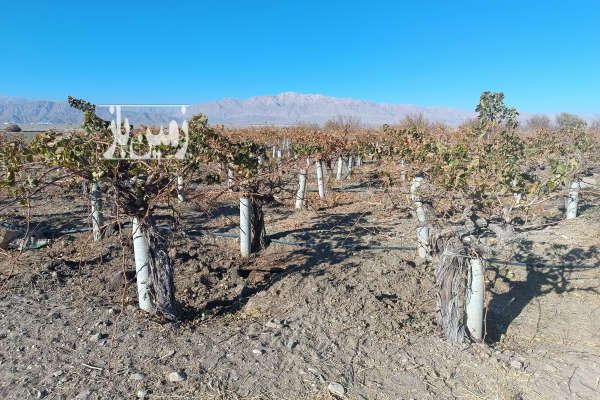 شش هکتار زمین کشاورزی پسته و انگور روستای علی اباد صالح اباد-4