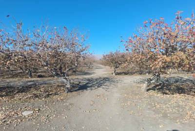 شش هکتار زمین کشاورزی پسته و انگور روستای علی اباد صالح اباد