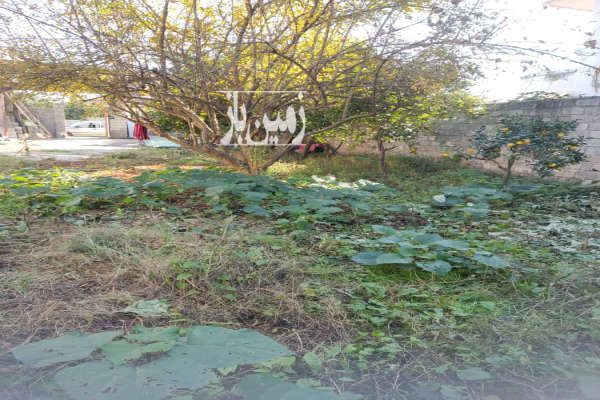 فروش یک قطعه زمین مسکونی ۲۶۰ متر روستای ریکنده-1
