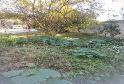 فروش یک قطعه زمین مسکونی ۲۶۰ متر روستای ریکنده