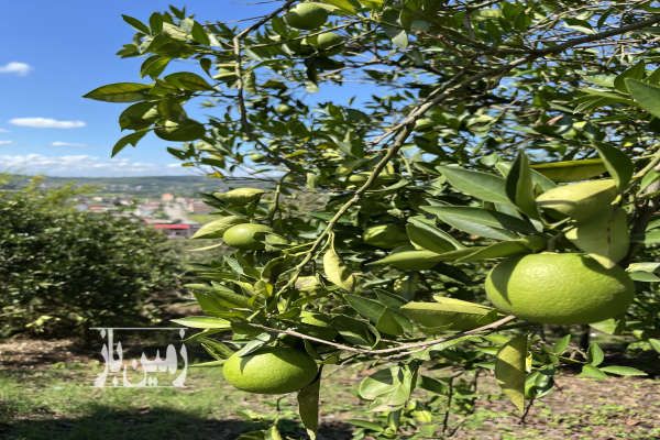 زمین ۲۰۰ متر دارای پروانه ساخت و درخت میوه ویوی عالی-4