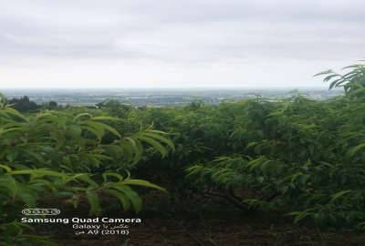 فروش زمین کشاورزی با ویوی عالی ۴۰۰۰ متر