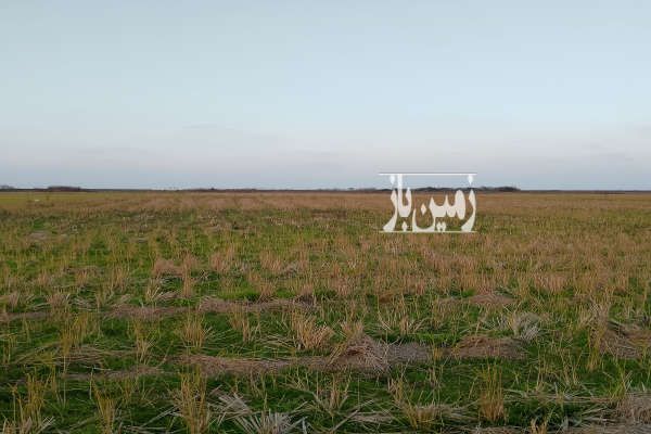 زمین کشاورزی برنج کاری ۳۰۰۰ متر در روستای دستک-4