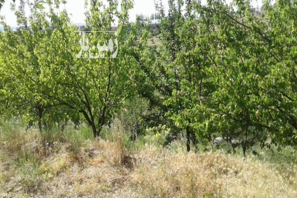باغ ۱۳ ساله بادرختان متنوع پربار ۳۰۰۰ متر روستای قورجاق-2