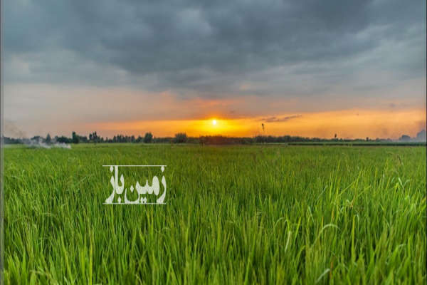 فروش زمین شالیزاری ۶۰۰۰ متر در نکا-1