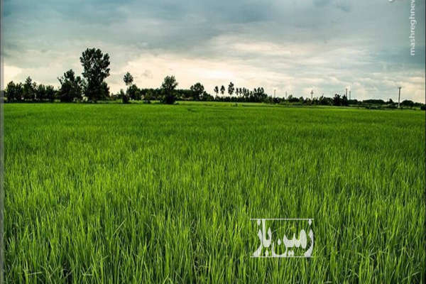 فروش زمین شالیزاری ۶۰۰۰ متر در نکا-2