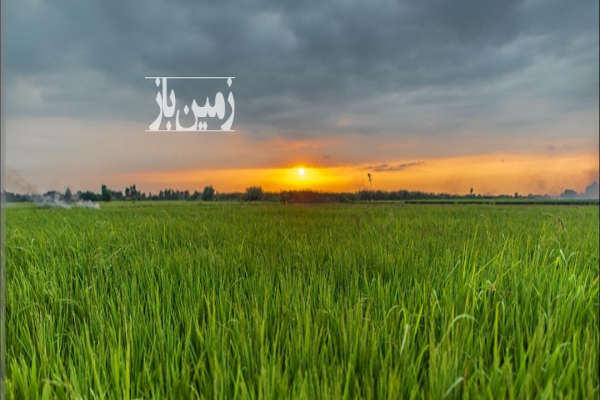 فروش زمین شالیزاری ۶۰۰۰ متر در نکا-3