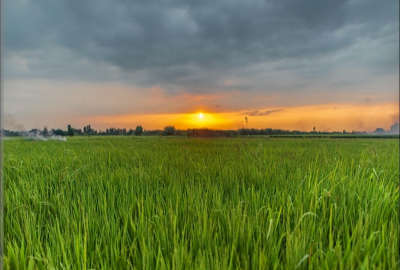 فروش زمین شالیزاری ۶۰۰۰ متر در نکا