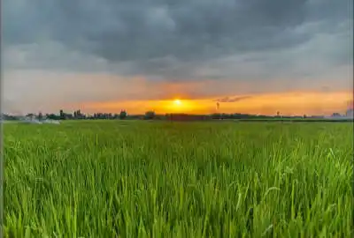فروش زمین شالیزاری ۶۰۰۰ متر در نکا