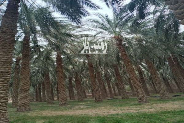 فروش زمین شهرستان ریگان بخش ناصریه ۳۵۰ متر-1