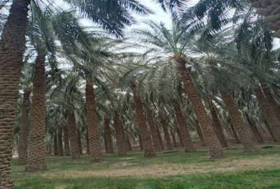 فروش زمین شهرستان ریگان بخش ناصریه ۳۵۰ متر