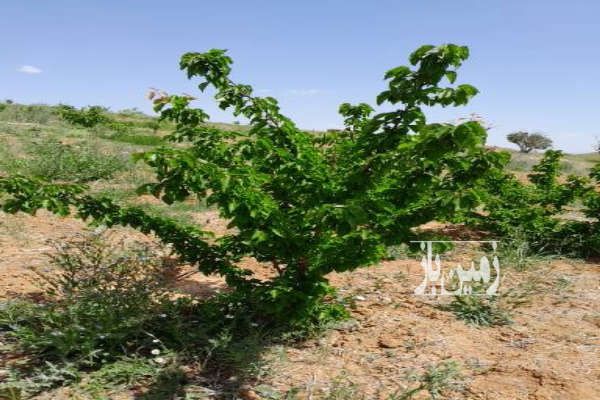 فروش زمین باغی دارای درختان بادام و میوه ۱۶۰۰ متر-1