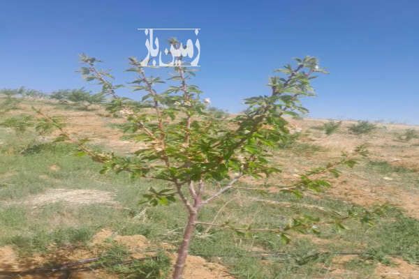 فروش زمین باغی دارای درختان بادام و میوه ۱۶۰۰ متر-2