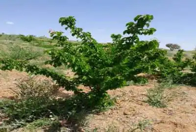 فروش زمین باغی دارای درختان بادام و میوه ۱۶۰۰ متر