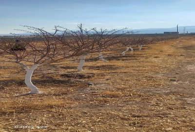 فروش زمین در کردستان قروه دیوزند ۲۹۵۴ متر
