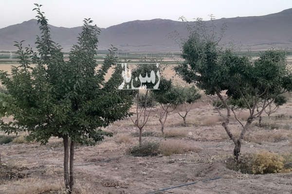 فروش باغ با درختان مثمر ۳۰۰۰ متر بن روستای شیخ شبان طرح-1