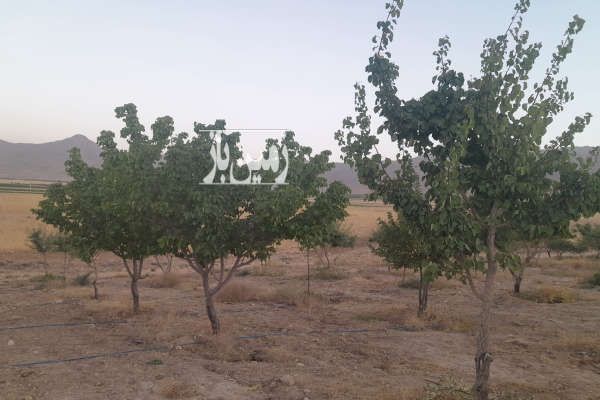 فروش باغ با درختان مثمر ۳۰۰۰ متر بن روستای شیخ شبان طرح-2