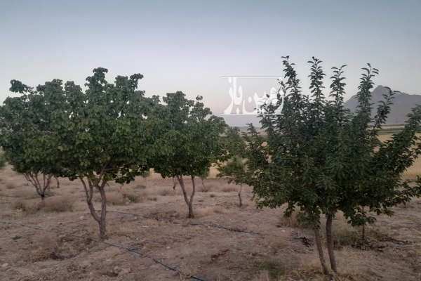فروش باغ با درختان مثمر ۳۰۰۰ متر بن روستای شیخ شبان طرح-4