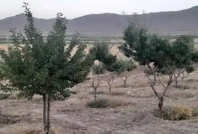 فروش باغ با درختان مثمر ۳۰۰۰ متر بن روستای شیخ شبان طرح