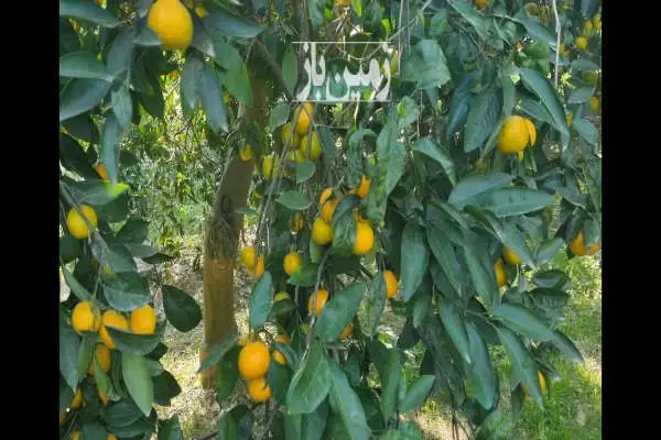 فروش باغ مرکبات در روستای آبکسر ۲۰۰۰ متر - تصویر 1