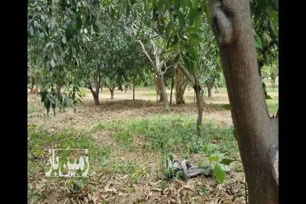 فروش باغ مرکبات در روستای آبکسر ۲۰۰۰ متر - تصویر 2