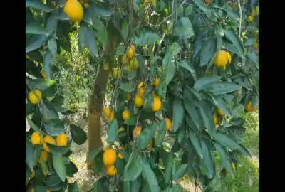 فروش باغ مرکبات در روستای آبکسر ۲۰۰۰ متر
