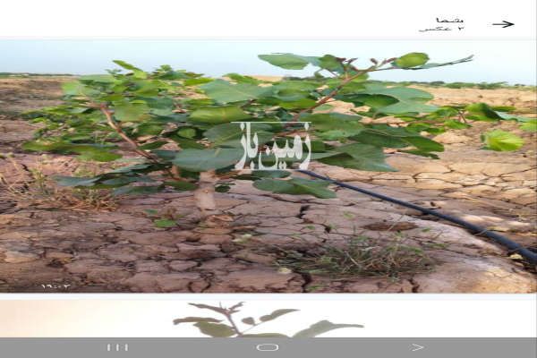 زمین کشاورزی با باغ پسته ۵ ساله ۷۲۰۰۰ متر-1