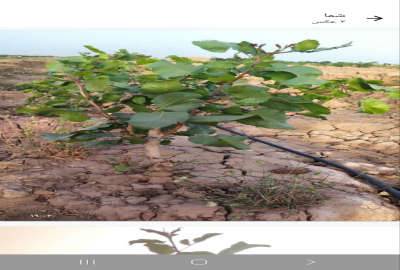 زمین کشاورزی با باغ پسته ۵ ساله ۷۲۰۰۰ متر