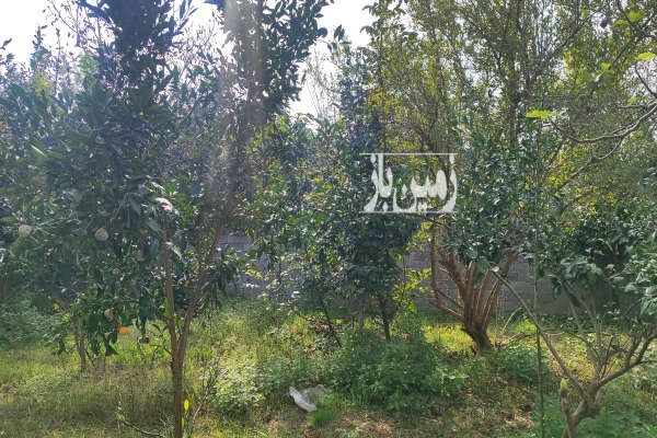 زمین ۳۰۰ متر باغی مسکونی شهر بابکان اجبارکلا-3
