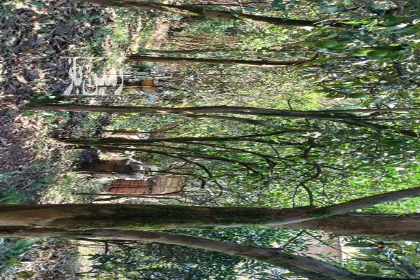 فروش زمین ۴۰۰ متر رانکوه روستای جیرگوابر-4