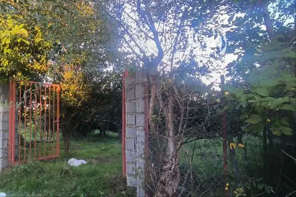 باغ پرتقال نوشهر روستای ابندانک ۵۸۵ متر - تصویر 2