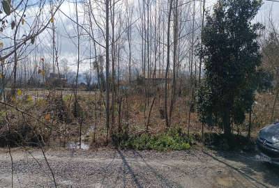 زمین مسکونی ۵۰۰ متر با درختان صنوبر