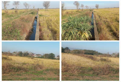 زمین کشاورزی چمنستان روستای اشکیت شلمان ۷۱۶۱ متر
