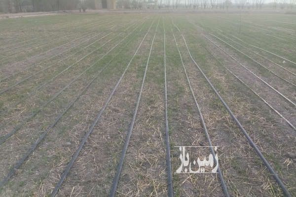 زمین کشاورزی ۲۰۰۰ متر با پروانه ساخت گلخانه در شیدان-1