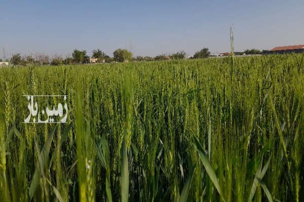 زمین کشاورزی ۲۰۰۰ متر با پروانه ساخت گلخانه در شیدان-2