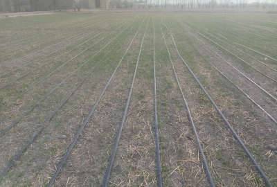 زمین کشاورزی ۲۰۰۰ متر با پروانه ساخت گلخانه در شیدان