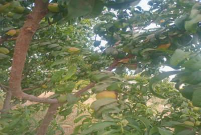 فروش باغچه ۴۰۰ متر اتوبان تهران ساوه ابتدای جاده شهریار