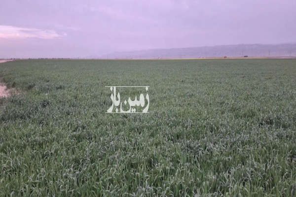 زمین کشاورزی حاشیه جاده دو نبش ۳ هکتار-2