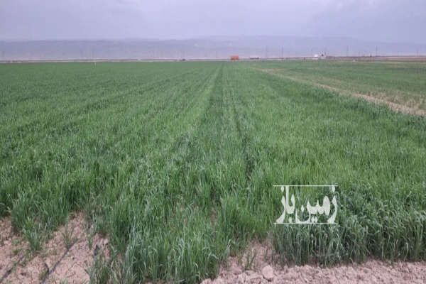 زمین کشاورزی حاشیه جاده دو نبش ۳ هکتار-3