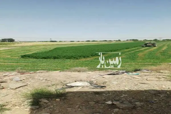 یک هکتار زمین کشاورزی در شریف آباد روستای آفرین - تصویر 2