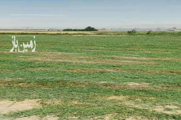یک هکتار زمین کشاورزی در شریف آباد روستای آفرین-4