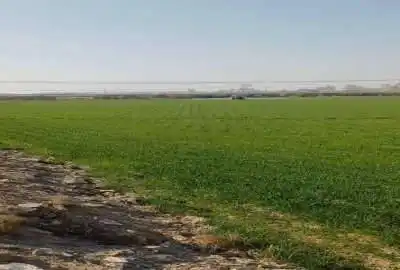 یک هکتار زمین کشاورزی در شریف آباد روستای آفرین