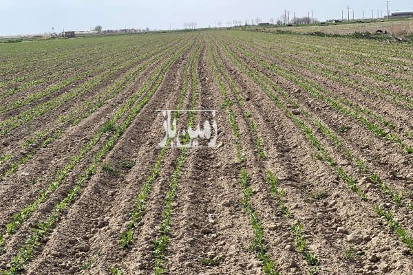 یک هکتار زمین کشاورزی واقع در مزرعه تنکمان و شفیع آباد-2