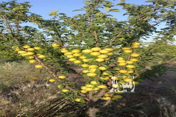 زمین کشاورزی ۱۵۲۴ متر در نظرآباد نجم آباد-1