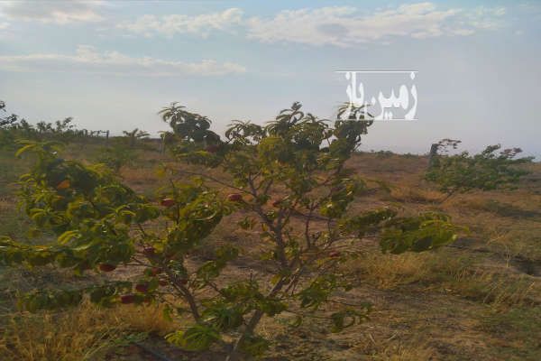 زمین کشاورزی ۱۵۲۴ متر در نظرآباد نجم آباد-2