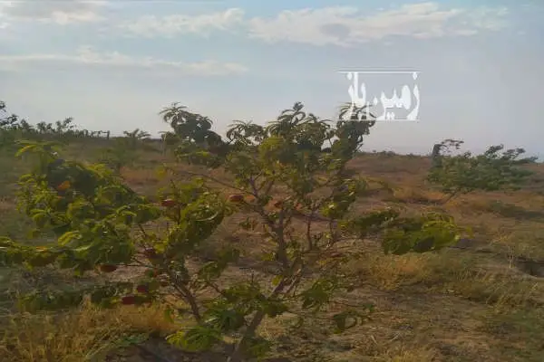 زمین کشاورزی ۱۵۲۴ متر در نظرآباد نجم آباد - تصویر 2